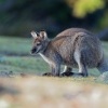 Klokan rudokrky - Macropus rufogriseus - Bennetts wallaby o7815